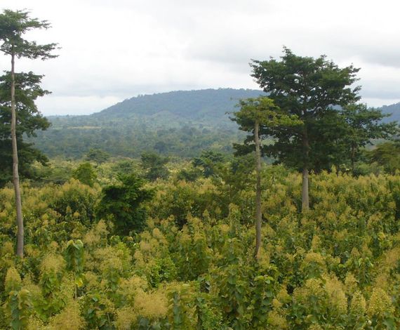Regenerating landscapes.  Climate Impact Partners supports Community Reforestation Project in Ghana