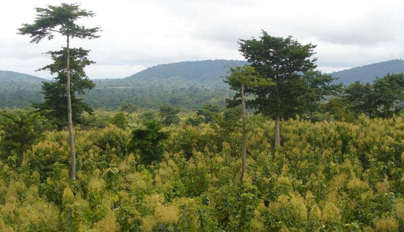 Regenerating landscapes.  Climate Impact Partners supports Community Reforestation Project in Ghana