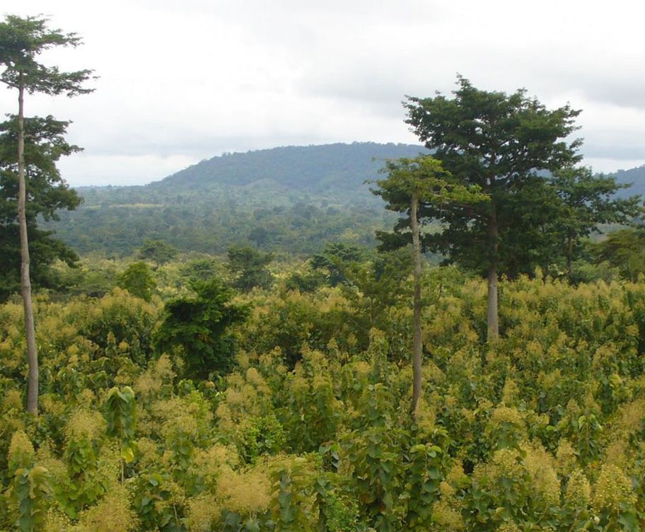 Regenerating landscapes.  Climate Impact Partners supports Community Reforestation Project in Ghana
