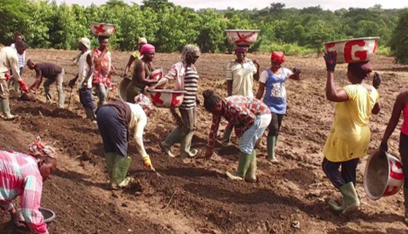 It's all about community support at the Community Reforestation, Ghana project, supported by Climate Impact Partners