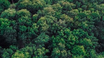 Carbon Finance funds forestry projects