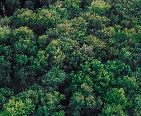 Carbon Finance funds forestry projects