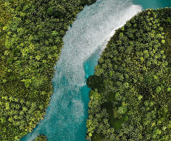 Protecting Water tables: Carbon Finance supports forestry