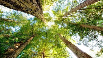 The Mighty Sequoia - carbon finance provides incentives to keep the forest standing.