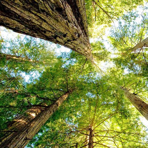 The Mighty Sequoia - carbon finance provides incentives to keep the forest standing.