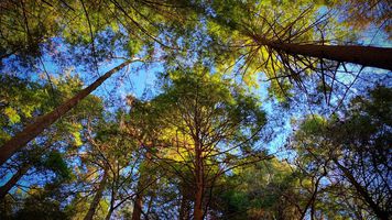 Climate Impact Partners - protecting Chestnut Mountain through Carbon Finance
