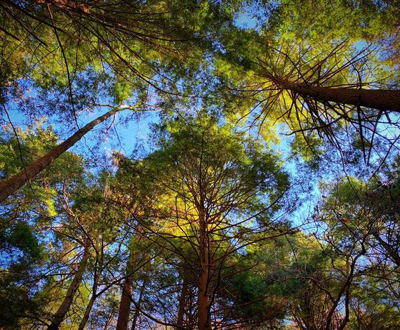 Climate Impact Partners - protecting Chestnut Mountain through Carbon Finance