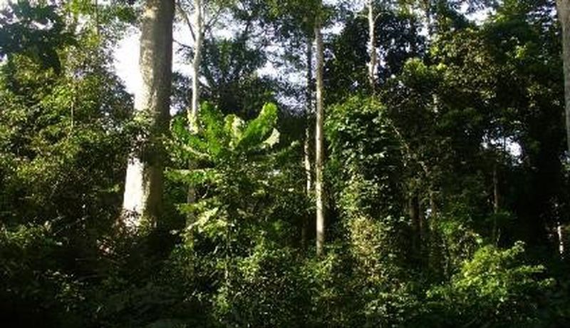 FSC requires Riparian regions to be restored naturally regenerating riverside forest in this Teak Plantation in Ghana