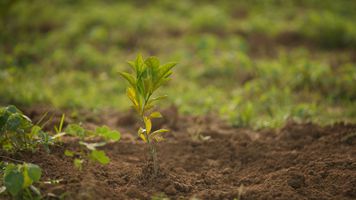 Climate Impact Partners Community Afforestation Project India - sapling.