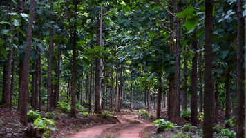 Climate Impact Partners supporting forest creation in the Community Reforestation Ghana project.