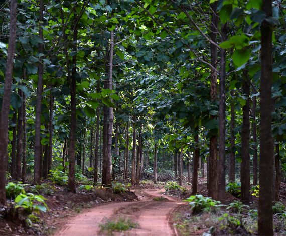 Climate Impact Partners supporting forest creation in the Community Reforestation Ghana project.